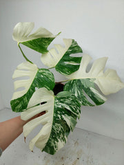 Monstera Variegata (zum aussuchen)
