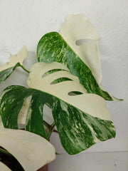 Monstera Variegata (zum aussuchen)