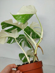Monstera Variegata (zum aussuchen)