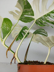 Monstera Variegata (zum aussuchen)