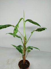 Raphidophora Foraminifera Variegata