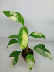 Raphidophora Foraminifera Variegata