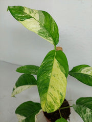 Raphidophora Foraminifera Variegata
