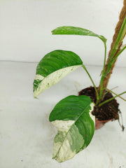 Raphidophora Foraminifera Variegata