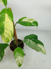 Raphidophora Foraminifera Variegata