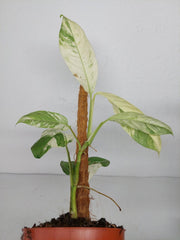 Raphidophora Foraminifera Variegata