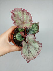 Begonia Pink Panther