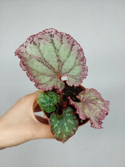 Begonia Pink Panther