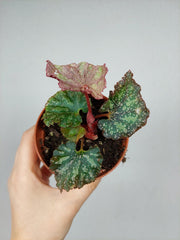 Begonia Pink Panther