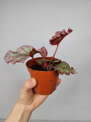 Begonia Pink Panther