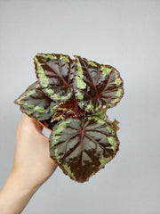 Begonia Ignita