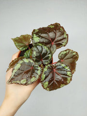 Begonia Ignita