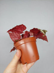 Begonia Ignita