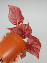 Begonia Ignita