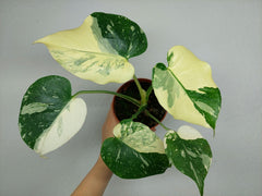 Monstera Thai Constellation viel Panaschierung