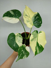 Monstera Thai Constellation viel Panaschierung
