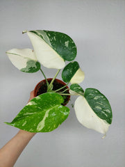 Monstera Thai Constellation viel Panaschierung