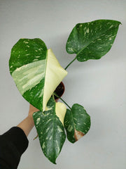 Monstera Thai Constellation viel Panaschierung