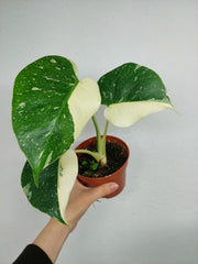 Monstera Thai Constellation viel Panaschierung