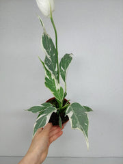 Spathiphyllum Diamond Silver Mutation