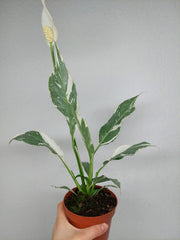 Spathiphyllum Diamond Silver Mutation