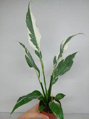 Spathiphyllum Diamond Silver Mutation