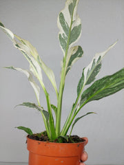 Spathiphyllum Diamond Silver Mutation