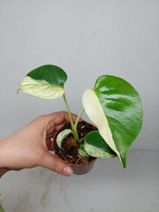 Monstera Jungle Mint