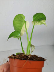 Monstera Jungle Mint