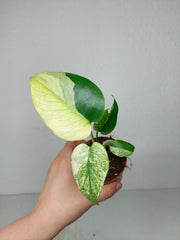 Monstera Jungle Mint