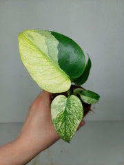 Monstera Jungle Mint