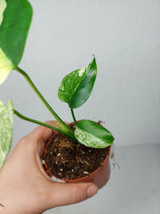 Monstera Jungle Mint