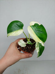 Monstera Jungle Mint