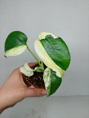 Monstera Jungle Mint