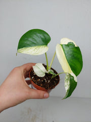 Monstera Jungle Mint