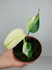 Monstera Jungle Mint