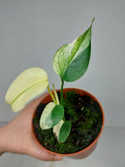 Monstera Jungle Mint