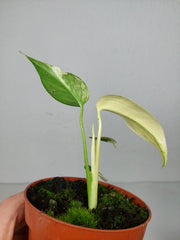 Monstera Jungle Mint
