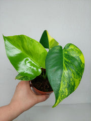 Monstera Aurea Yellow Marilyn
