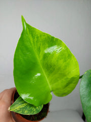Monstera Aurea Yellow Marilyn