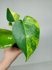 Monstera Aurea Yellow Marilyn