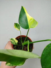 Monstera Aurea Yellow Marilyn