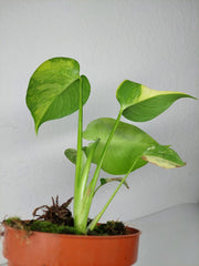 Monstera Aurea Yellow Marilyn