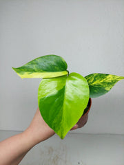 Monstera Aurea Yellow Marilyn