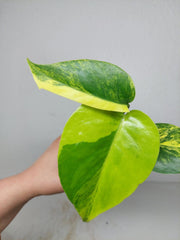 Monstera Aurea Yellow Marilyn
