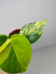 Monstera Aurea Yellow Marilyn