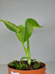Monstera Aurea Yellow Marilyn