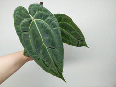 Anthurium Ace of Spades x Crystallinum Hybrid