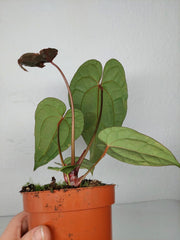 Anthurium Ace of Spades x Crystallinum Hybrid