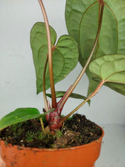 Anthurium Ace of Spades x Crystallinum Hybrid